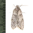 Image of Dull Flatbody Moth
