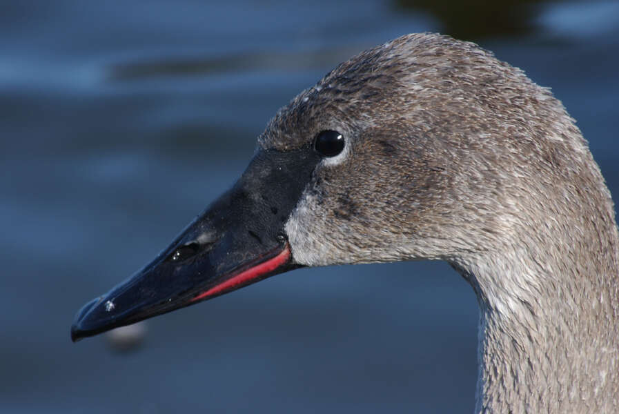 Image of Trumpeter Swan