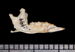 Image of Blackish Small-eared Shrew