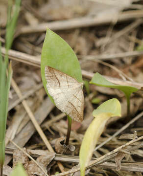 Image de Petrophora