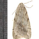 Image of Spring Cankerworm Moth