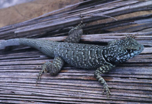 Image of Tropidurus oreadicus Rodrigues 1987