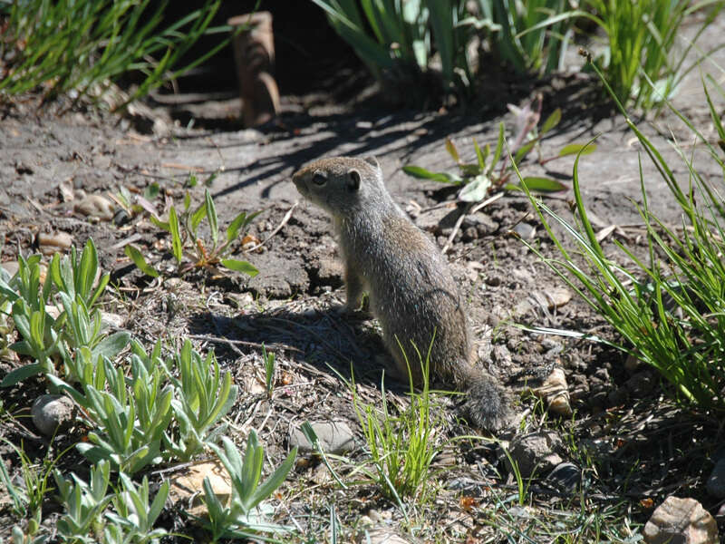 Image of Urocitellus Obolenskij 1927