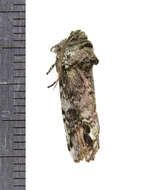 Image of Variegated Prominent, Unicorn Caterpillar Moth