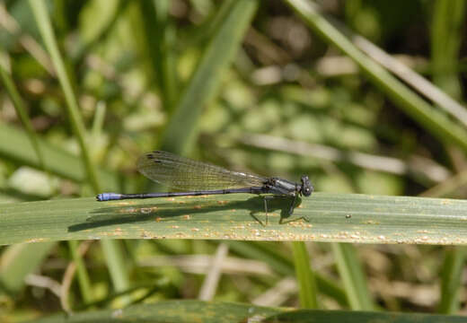 Argia fumipennis (Burmeister 1839) resmi