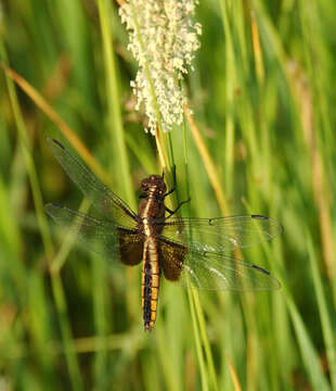 Image of Widow Skimmer