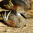 Image of Grass Whistling Duck