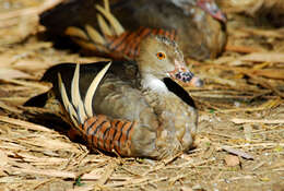 Image of Grass Whistling Duck