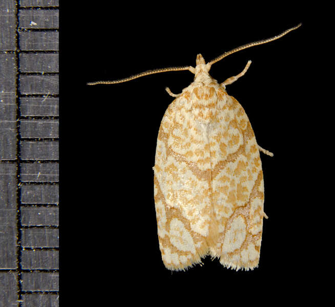 Sivun Argyrotaenia quercifoliana Fitch 1858 kuva