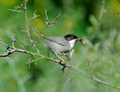 Image of Sylvia melanocephala