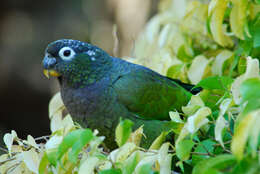 Image of Scaly-headed Parrot