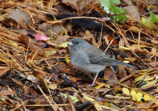 Image of juncos