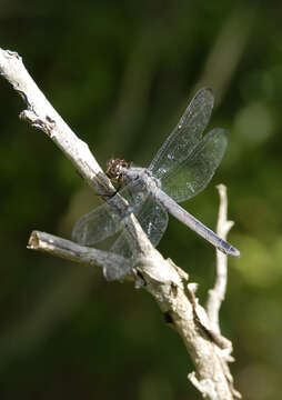 Libellula incesta Hagen 1861 resmi