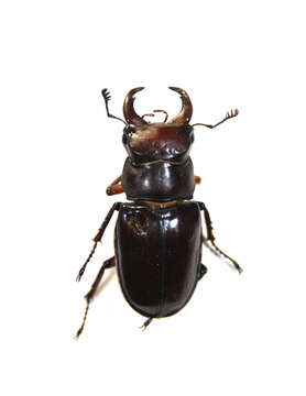 Image of stag beetles