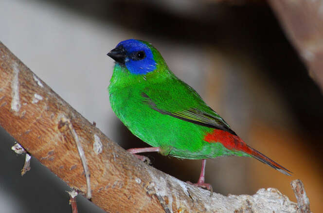 Image of Blue-faced Parrot-Finch