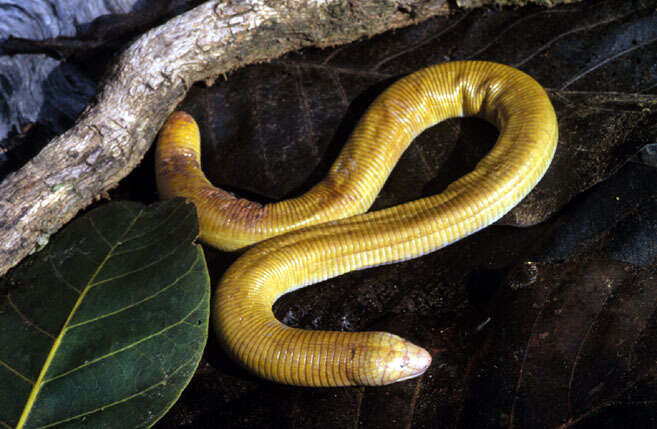 Image of Red Worm Lizard