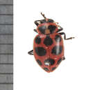 Image of Spotted Lady Beetle