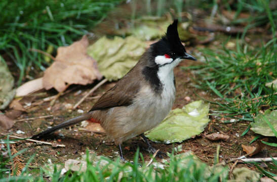 Image of Red-whiskered Bulbul