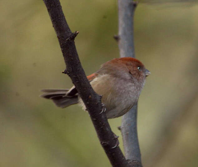 Image of Paradoxornis webbianus