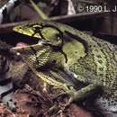 Image of Boulenger's Bush Anole