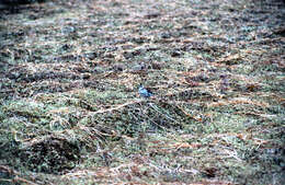 Image of Rock Sandpiper