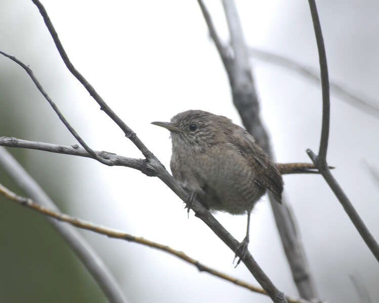 Image of House Wren