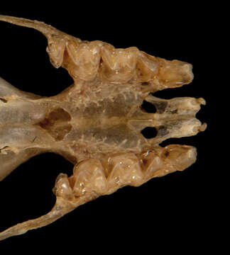 Hipposideros obscurus (Peters 1861) resmi