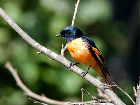 Image of Grey-chinned Minivet