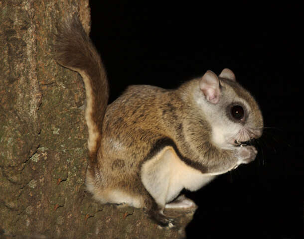 Image of Mexican Flying Squirrel