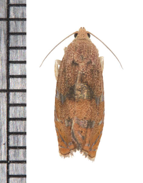 Image of Filbertworm Moth