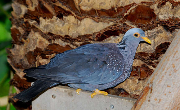 Image of African Olive Pigeon