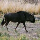 Image of Blue Wildebeest