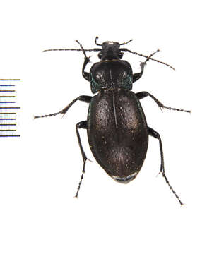 Image of European Ground beetle