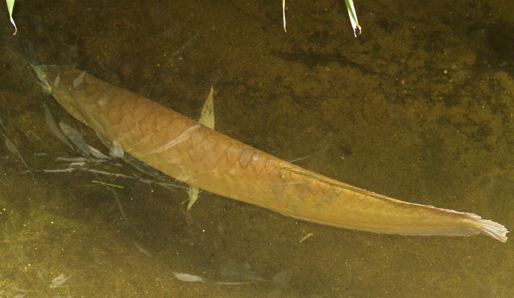 Arowana, Feed and Grow Fish Wikia