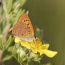 Image of Lycaena dorcas