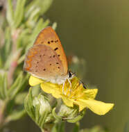 Image of Lycaena dorcas