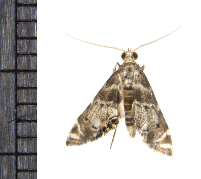 Image de Petrophila fulicalis Clemens 1860