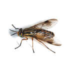 Image of Tabanidae