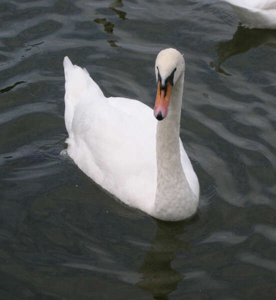 Image de Cygne muet