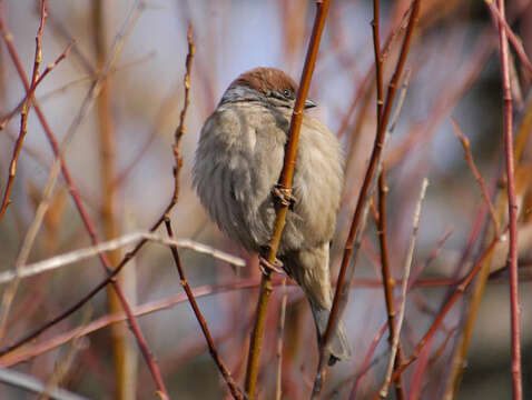 Image of Eurasian Tree Sparrow