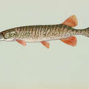 Слика од Esox americanus Gmelin 1789