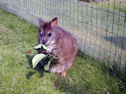 Image of Parma Wallaby