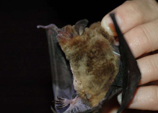 Image of Gray Myotis