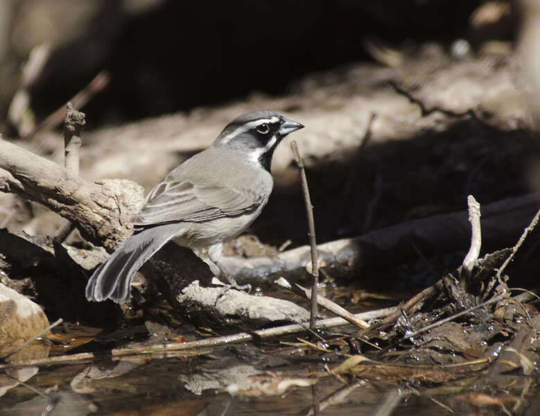 Amphispiza Coues 1874 resmi