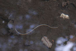 Image of horsehair worms