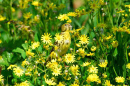 Image of serin, european serin