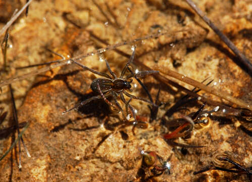 Image of Fishing Spiders