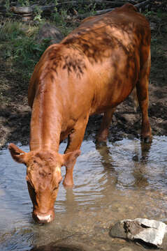 Image of Cow