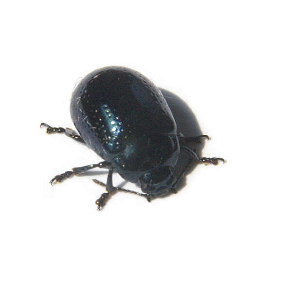 Image of Klamath Weed Beetle