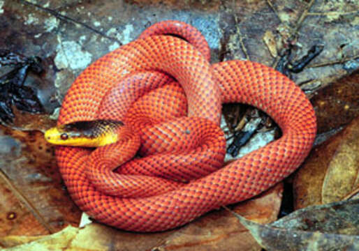 Image of Formosa False Coral Snake